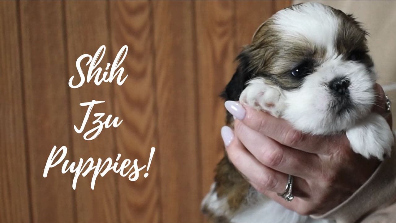 A group of Shih Tzu puppies