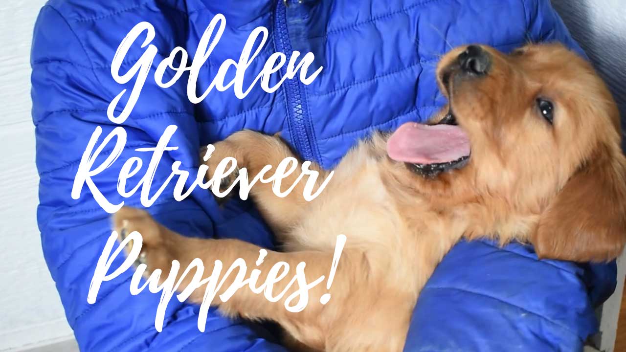 A group of Golden Retriever puppies