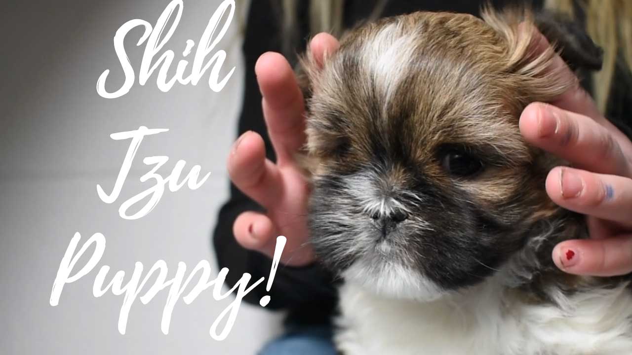 A group of Shih Tzu puppies