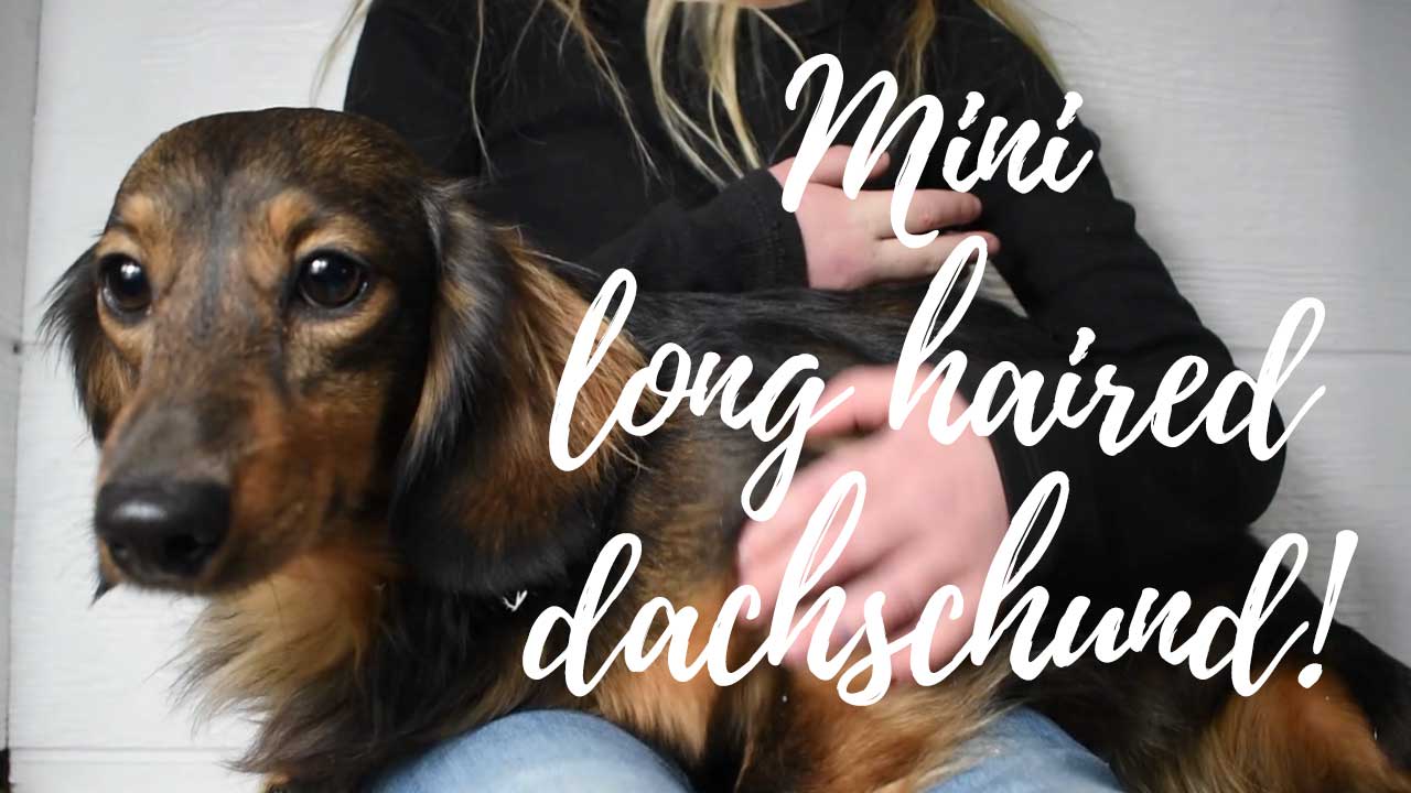 A group of Mini Dachshund puppies