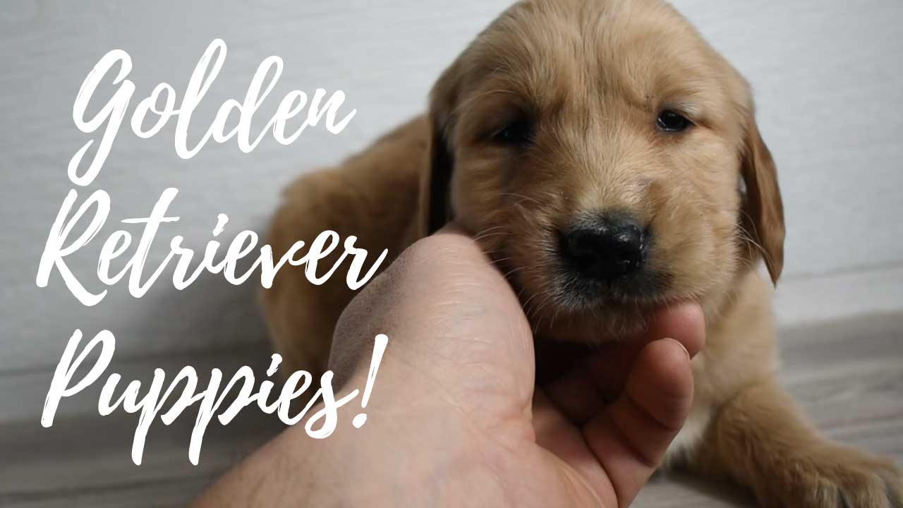 A group of Golden Retriever puppies