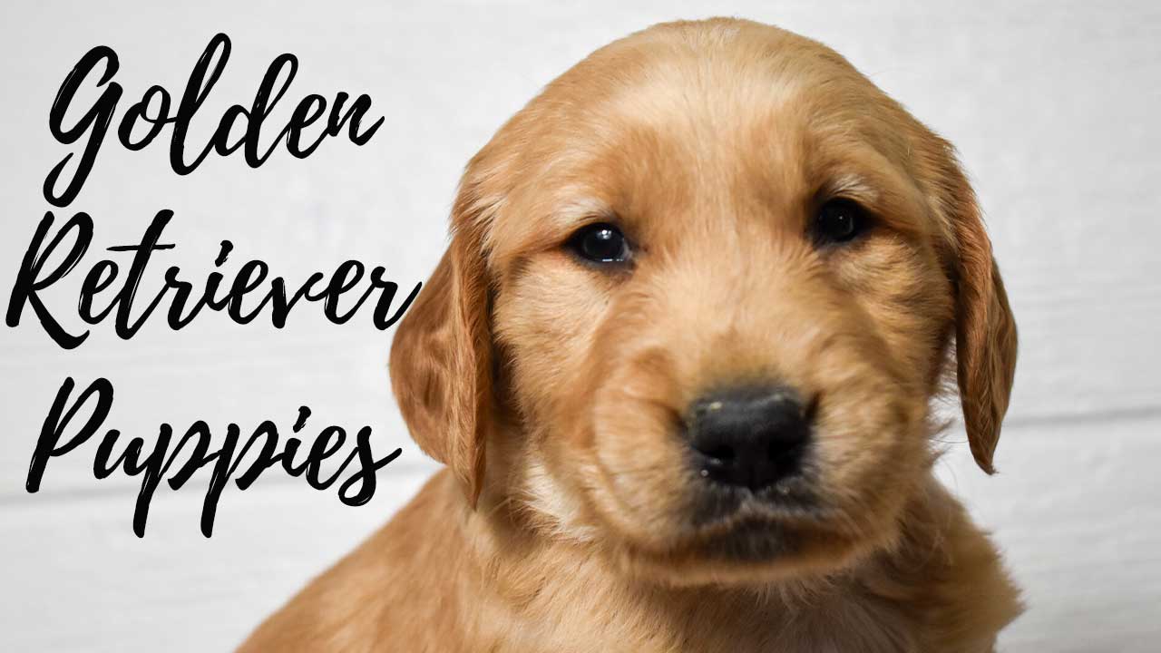 A group of Golden Retriever puppies