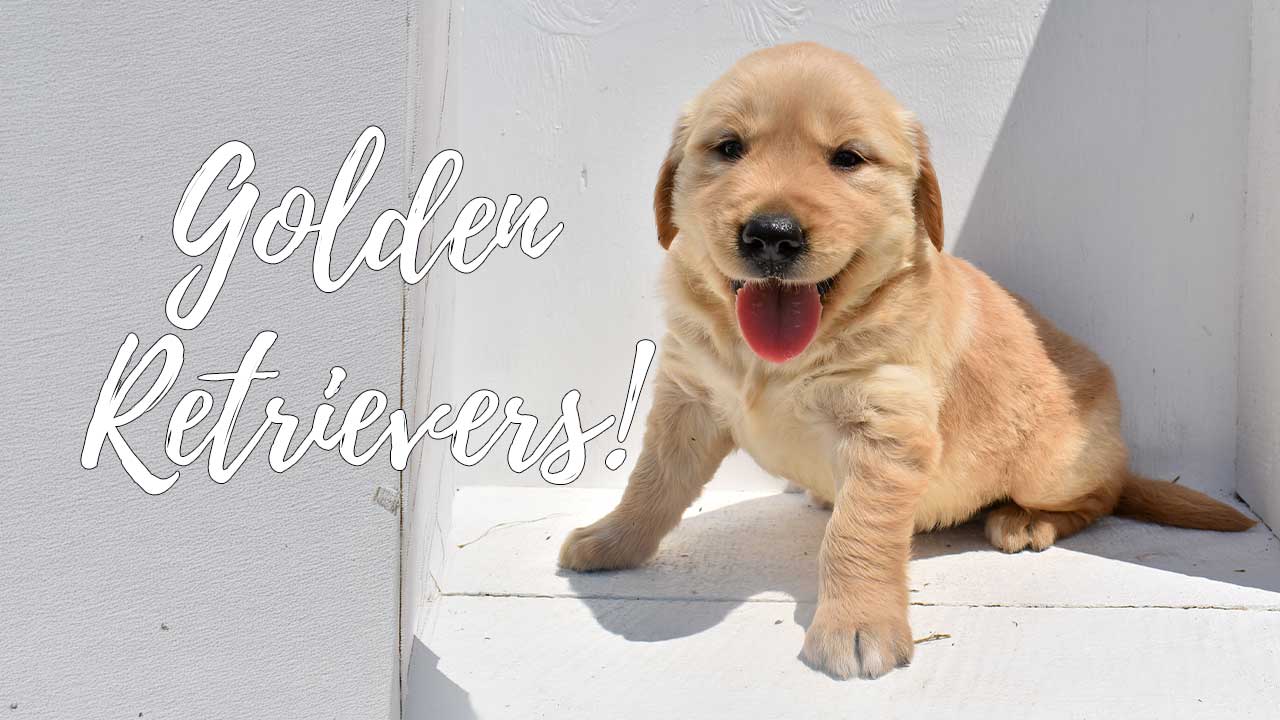 A group of Golden Retriever puppies