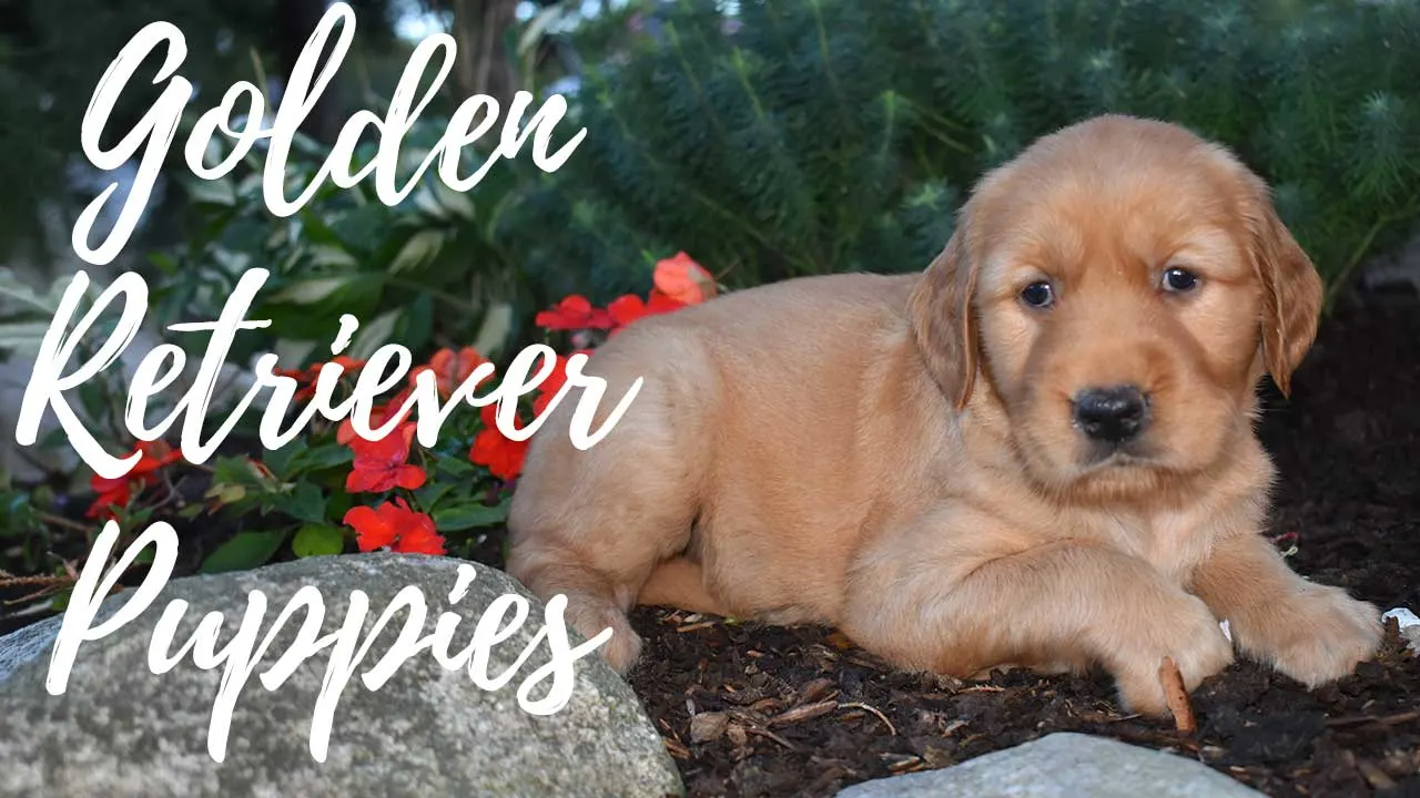A group of Golden Retriever puppies