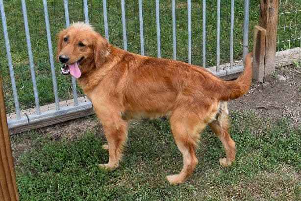 Golden Retriever female
