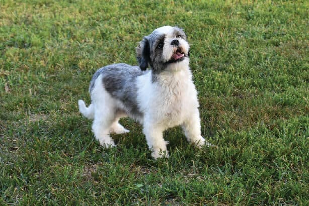 Shih Tzu female