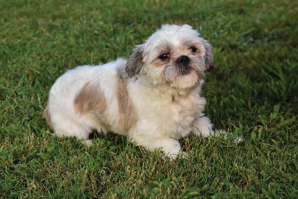 Shih Tzu male